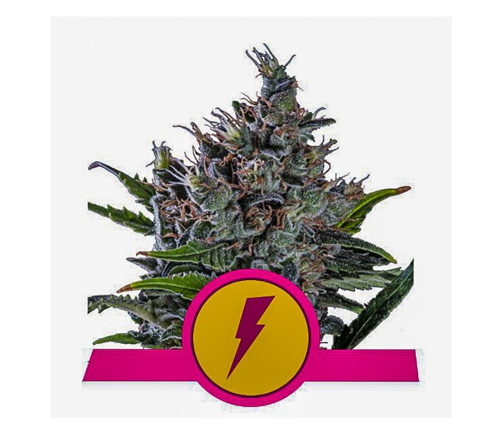 North Thunderfuck - Royal Queen Seeds