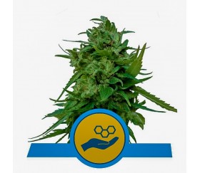 Solomatic CBD - Royal Queen Seeds