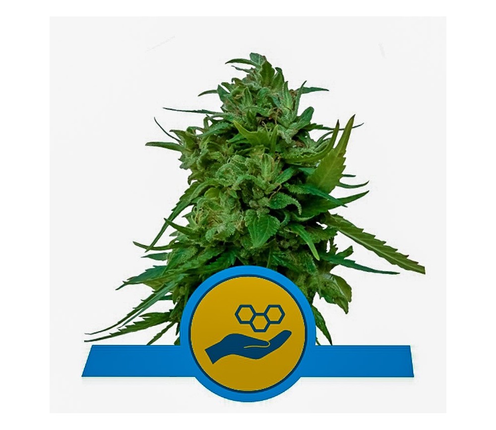 Solomatic CBD - Royal Queen Seeds