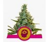 AMG Amnesia Mac Ganja - Royal Queen Seeds