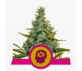 AMG Amnesia Mac Ganja - Royal Queen Seeds