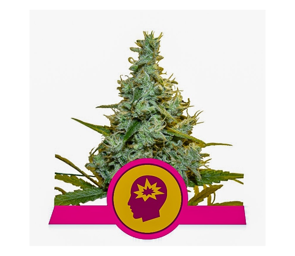 AMG Amnesia Mac Ganja - Royal Queen Seeds