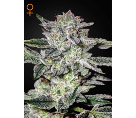Sweet Valley Kush - Green House Seeds