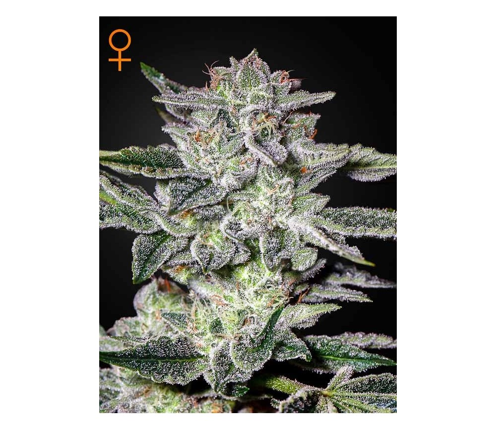 Sweet Valley Kush - Green House Seeds