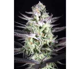 Blueberry Cookies - Dinafem Seeds