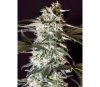 Medizinal CBD -Genehtik Seeds