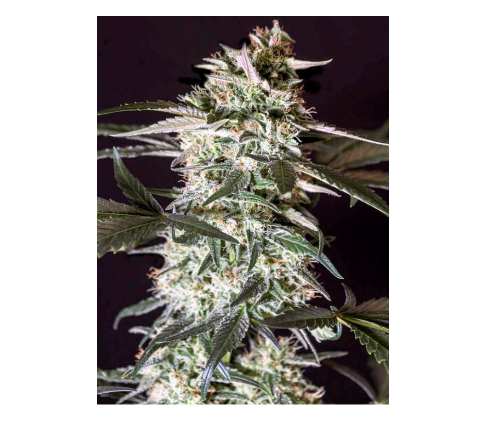 Medizinal CBD -Genehtik Seeds