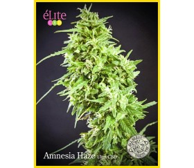 AMNESIA HAZE ULTRA CBD