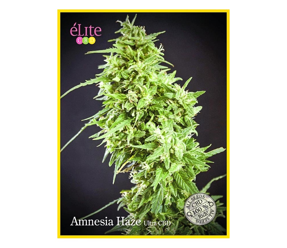 Amnesia Haze Ultra CBD - Élite Seeds