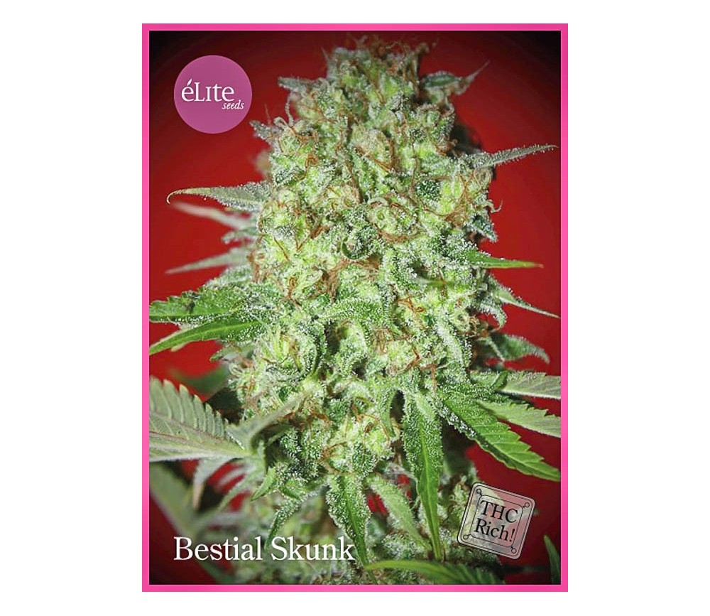 Bestial Skunk - Élite Seeds