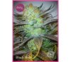 Black Hole - Elite Seeds