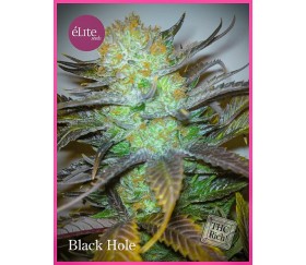 Black Hole - Elite Seeds