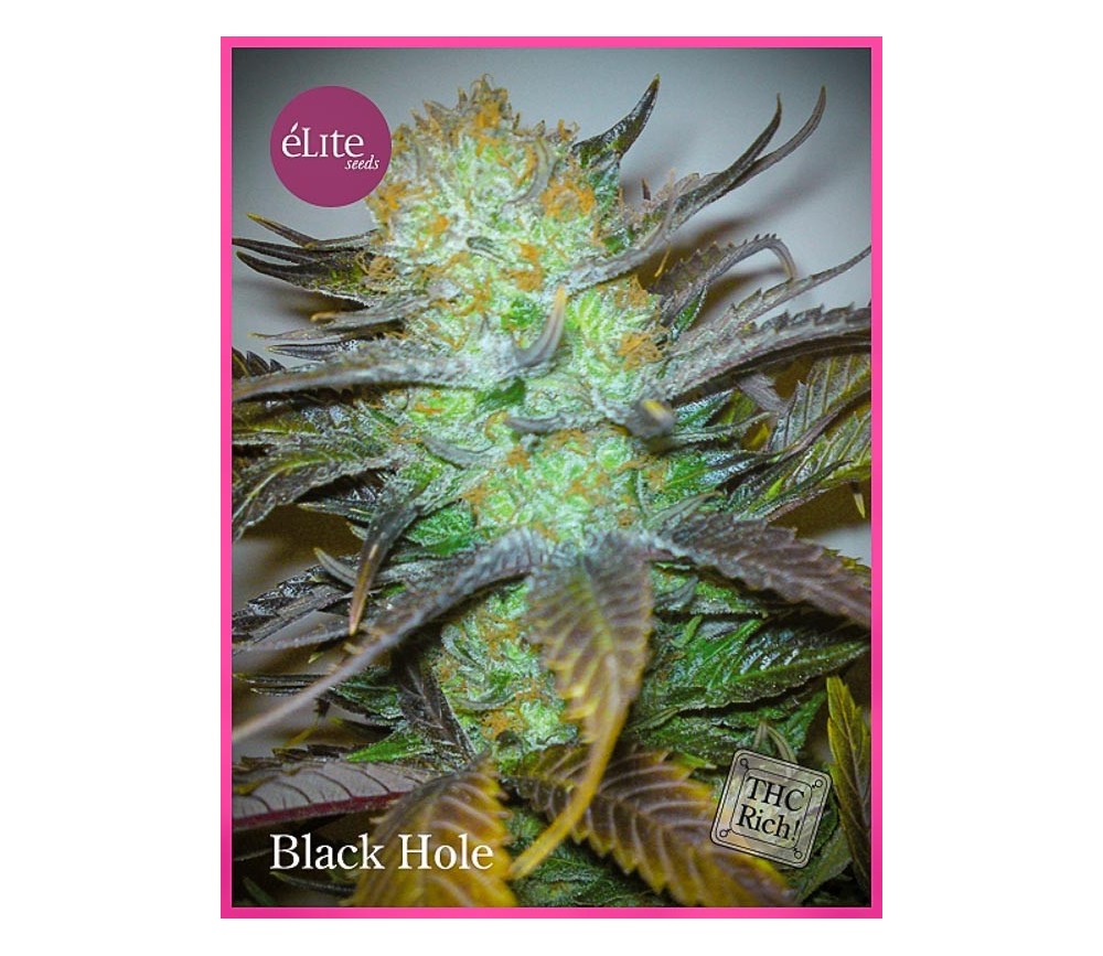 Black Hole - Elite Seeds