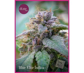 BLUE ELITE INDICA