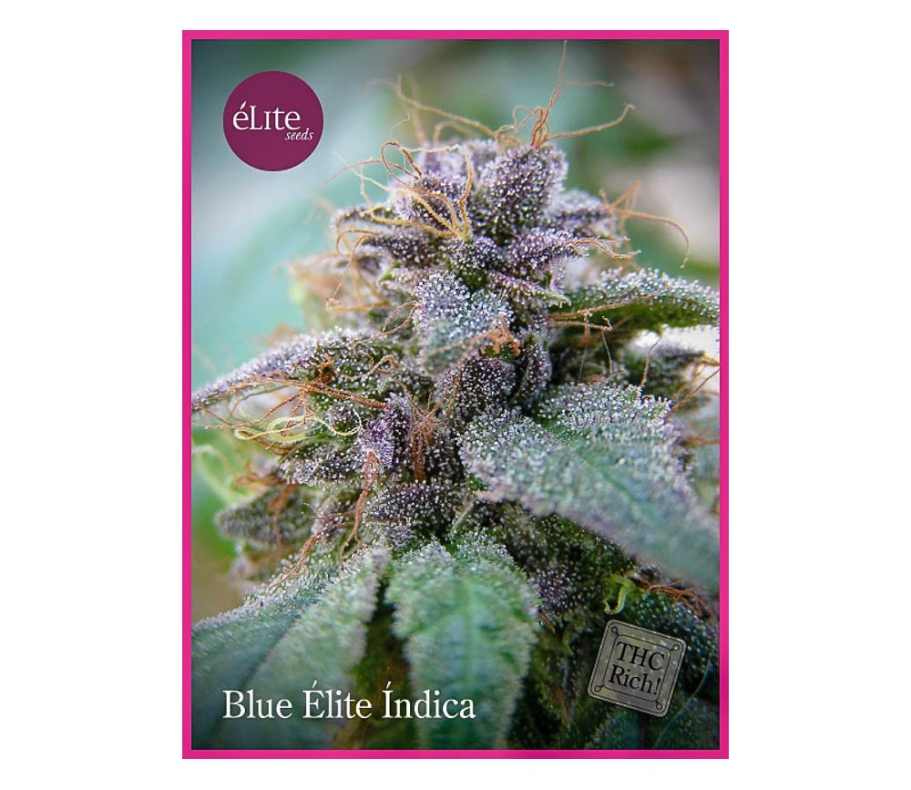 Blue Élite Índica - Élite Seeds
