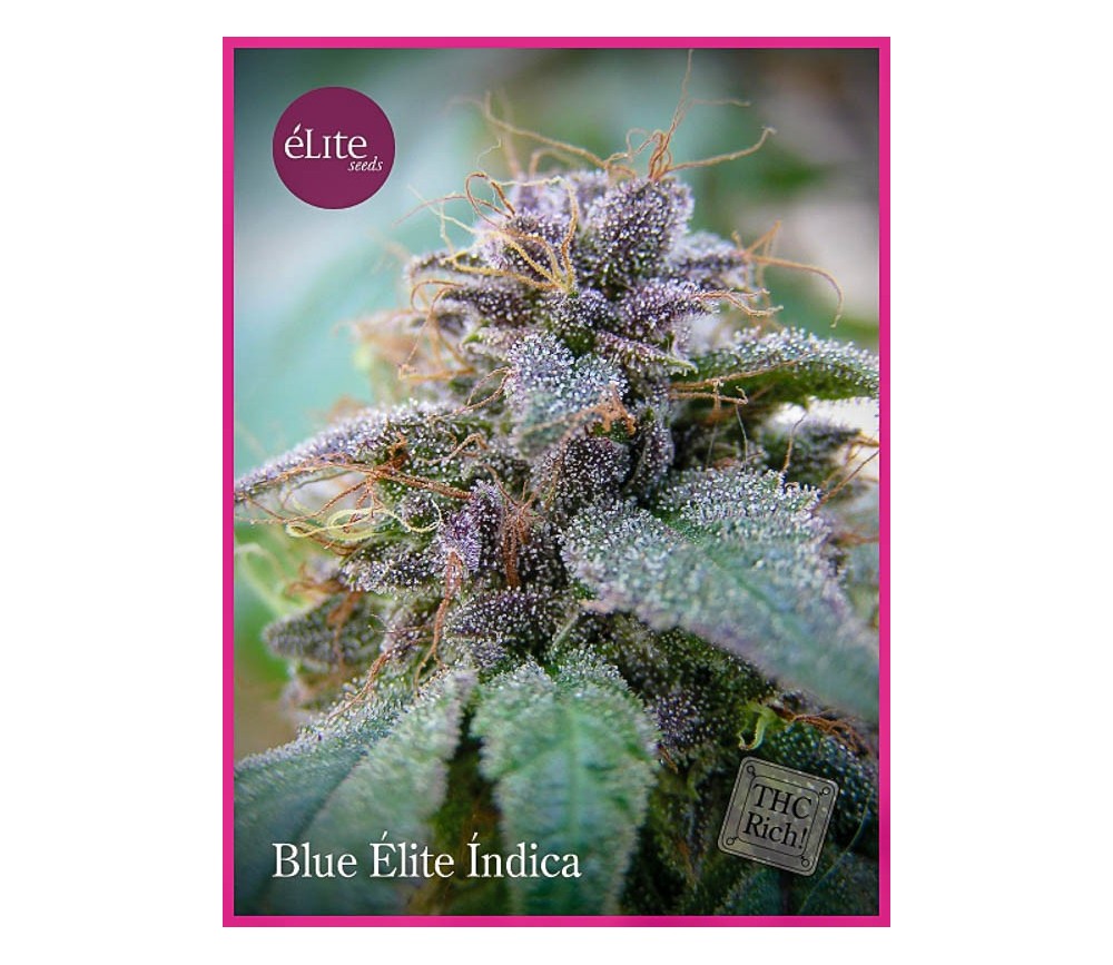 BLUE ELITE INDICA