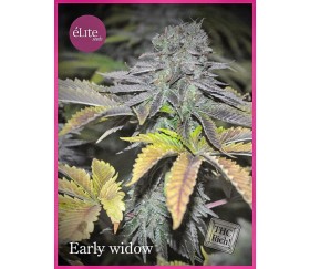 Early Widow - Élite Seeds