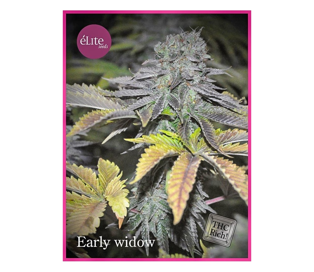 Early Widow - Élite Seeds