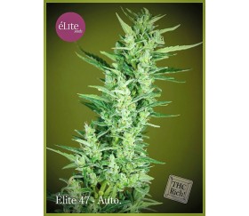 Elite 47 Autofloreciente - Élite Seeds