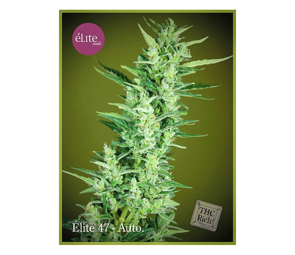 Elite 47 Autofloreciente - Élite Seeds