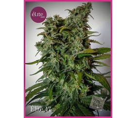 Élite 47  - Élite Seeds