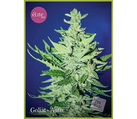 Goliat - Élite Seeds