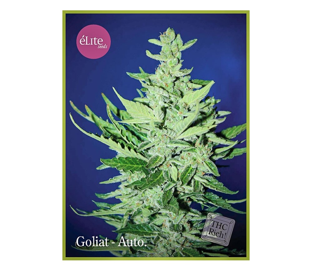 Goliat - Élite Seeds