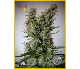 Jack Ultra CBD - Élite Seeds