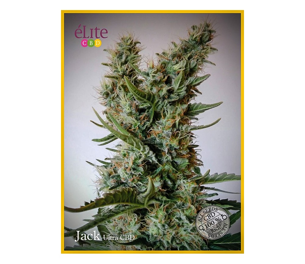 Jack Ultra CBD - Élite Seeds