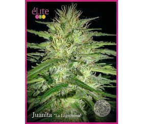 Juanita "La Lagrimosa" - Élite Seeds 