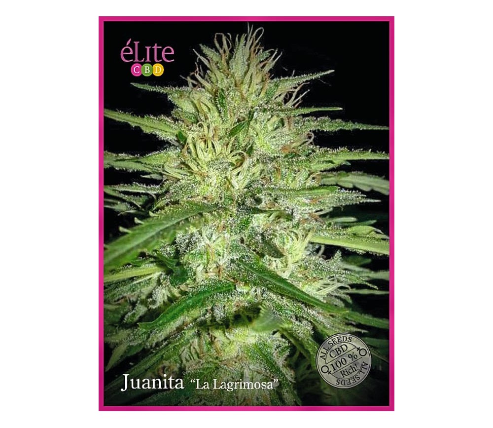 Juanita "La Lagrimosa" - Élite Seeds 