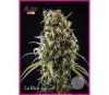 La Rica Clásica CBD - Élite Seeds