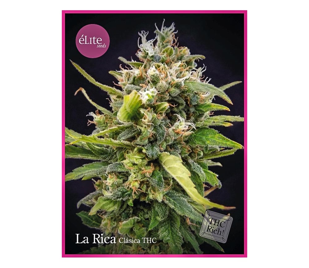 La Rica Clásica THC - Élite Seeds