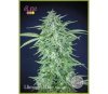 LLimonet Haze Auto CBD - Élite Seeds