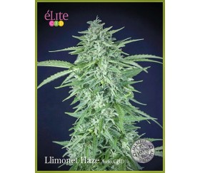 LLimonet Haze Auto CBD - Élite Seeds