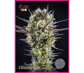 LLimonet Haze Clásica CBD - Élite Seeds