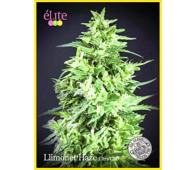 LLimonet Haze Ultra CBD - Élite Seeds