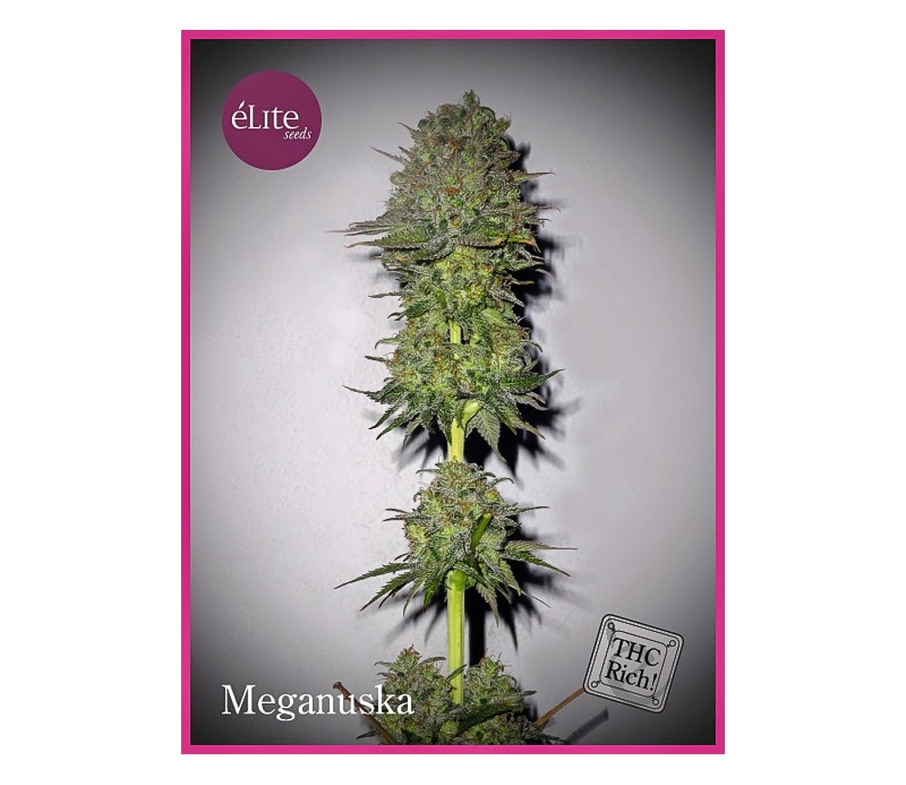 Meganuska - Elite Seeds