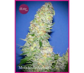 Mota Khan Afghana - Élite Seeds