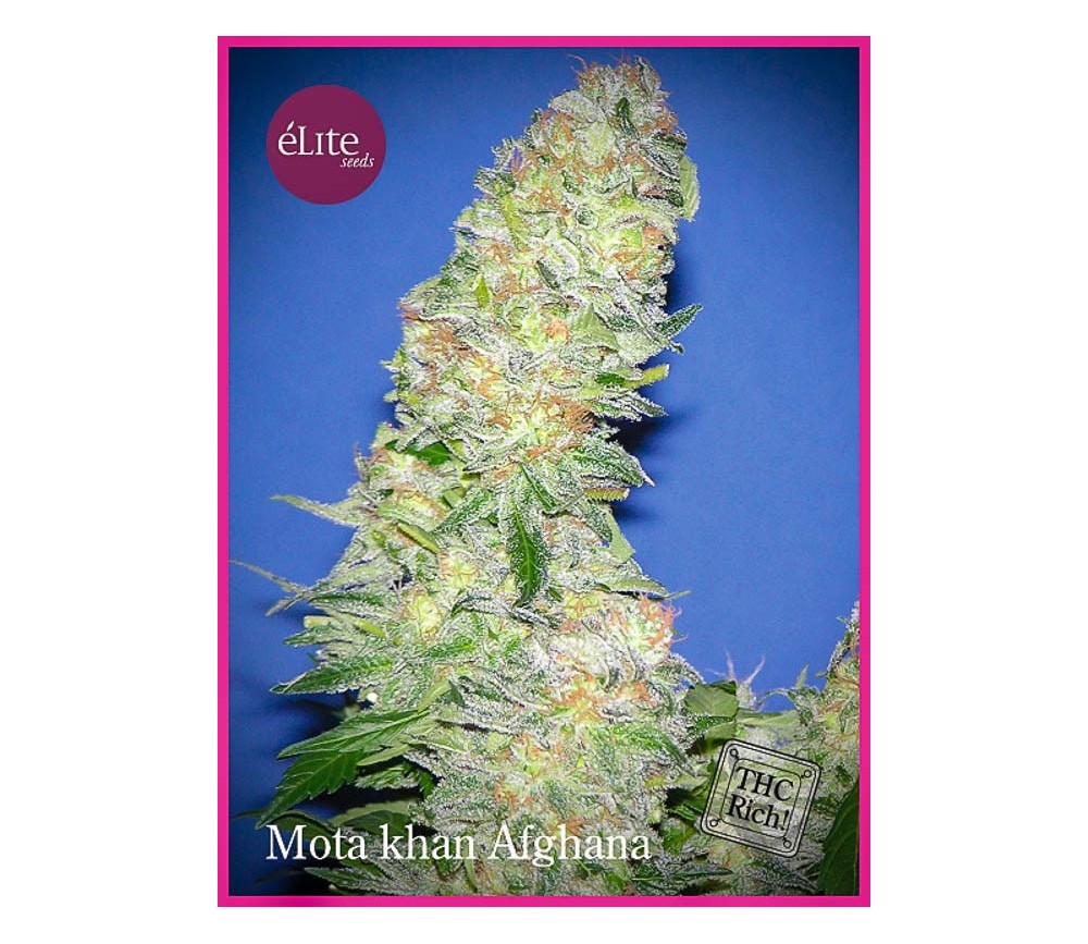 MOTA KHAN AFGHANA