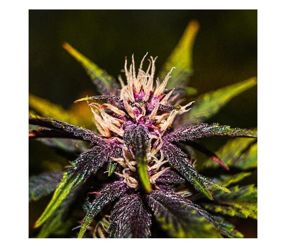 Purplediol Autofloreciente CBD - Élite Seeds