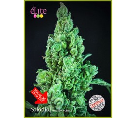 Solodiol Autofloreciente - Élite Seeds