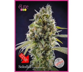 Solodiol - Élite Seeds