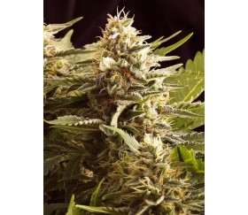 Colombian Jack - Kannabia Seeds