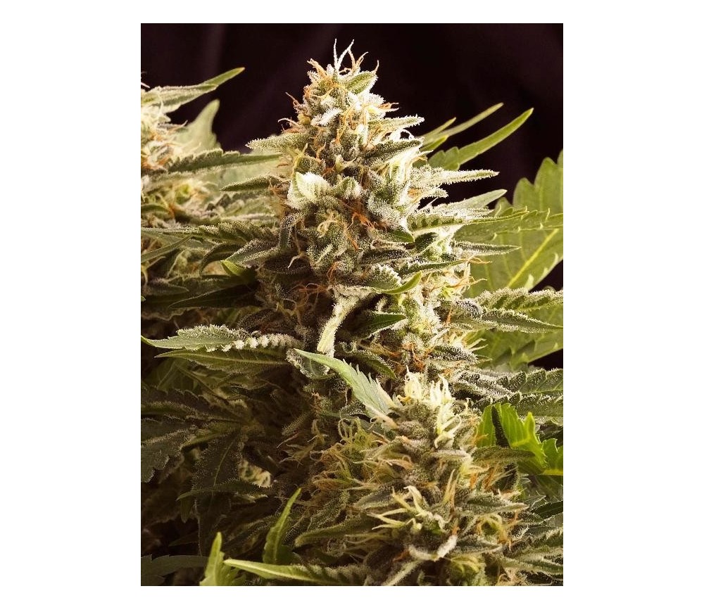 Colombian Jack - Kannabia Seeds