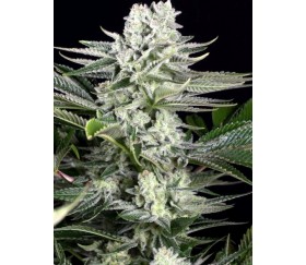 Gorilla CBD Auto - Dinafem Seeds