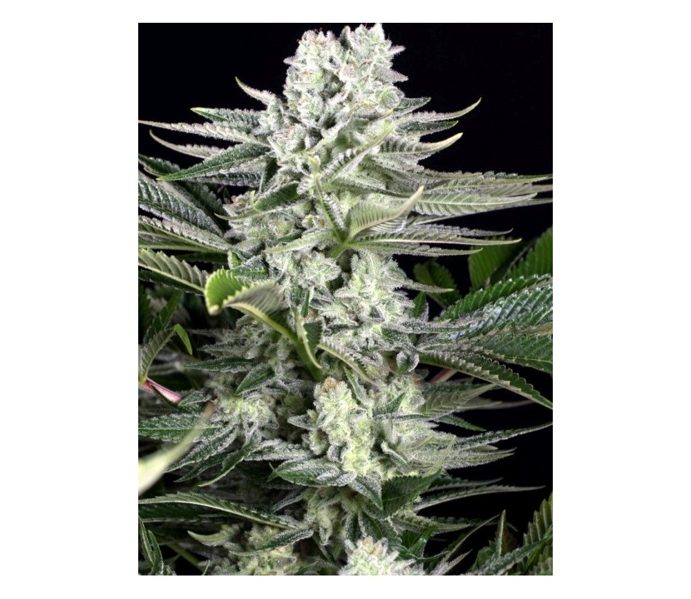 Gorilla CBD Auto - Dinafem Seeds