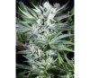 Quick Gorilla - Dinafem Seeds