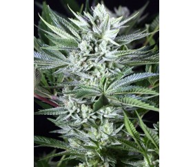 Quick Gorilla - Dinafem Seeds