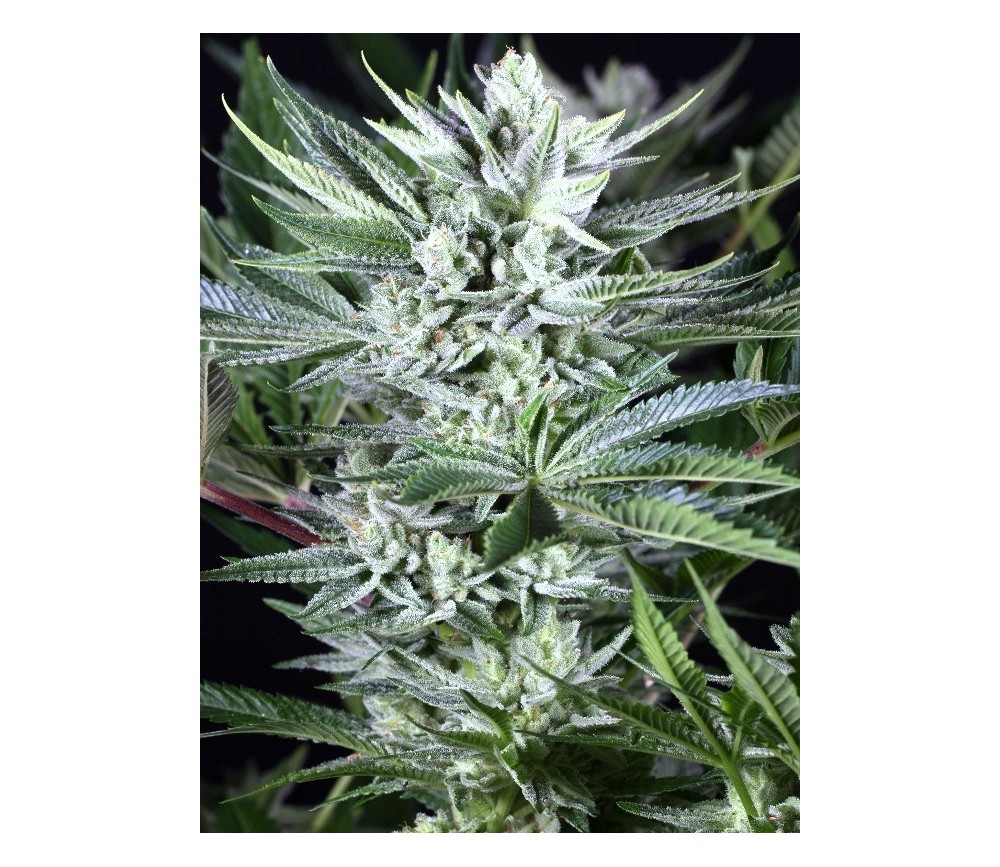 Quick Gorilla - Dinafem Seeds